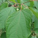 Alangium sp.feuille